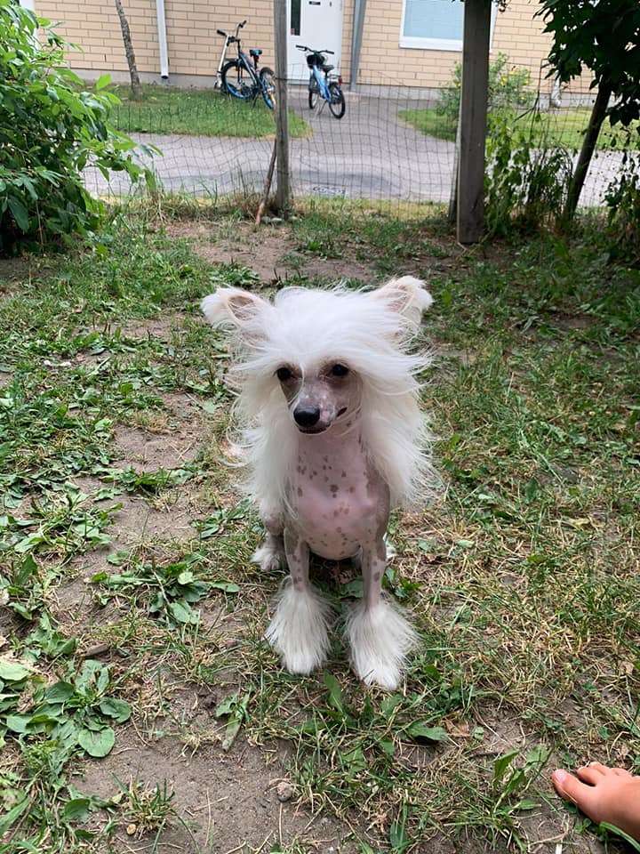 Tapi-Tapi Pink Fluffy Unicorn