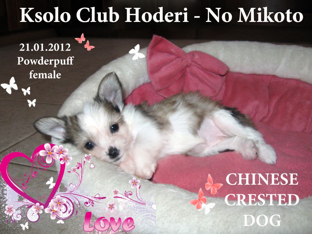 Ksolo Club Hoderi - No Mikoto