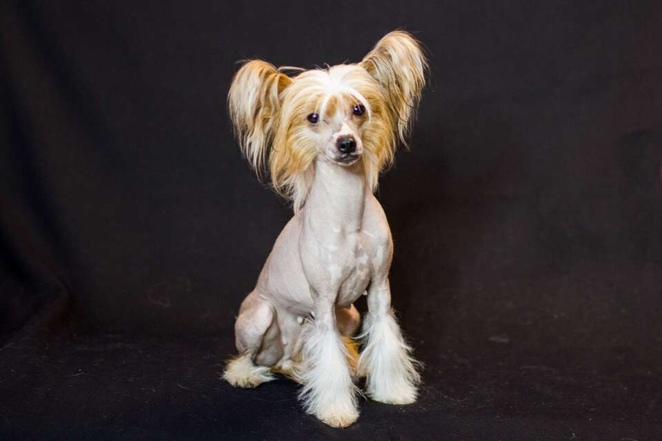 Daisy elegant flower