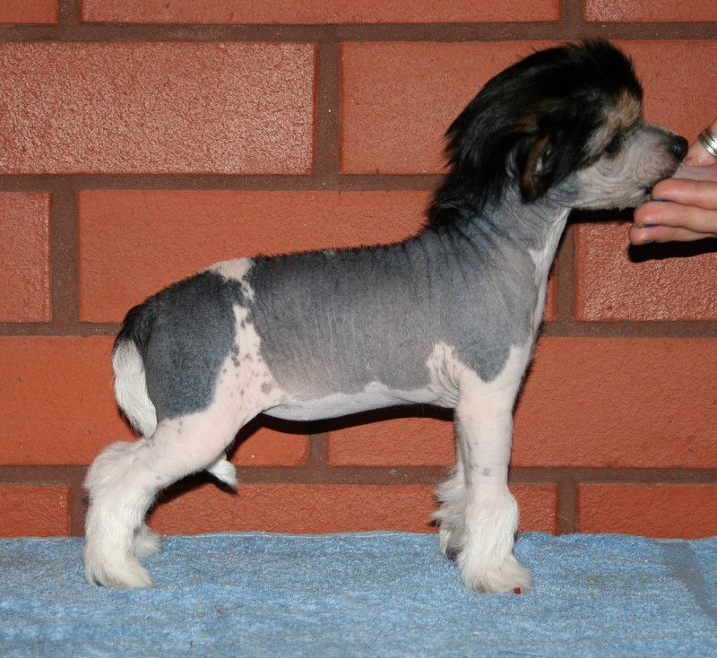 Dragon Moon Flaming Love