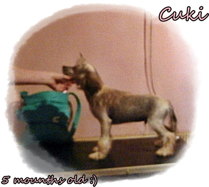 Puha - Luxus Porcelán Ergazmus