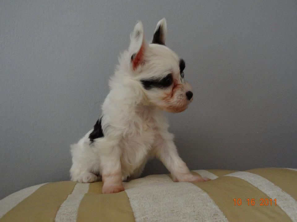 Symfonia Cantabile Dogs