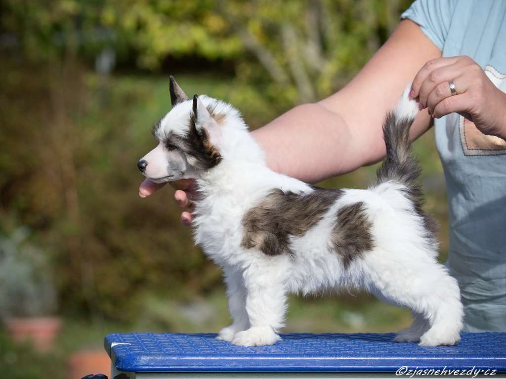 Fluffy z Jasné hvezdy