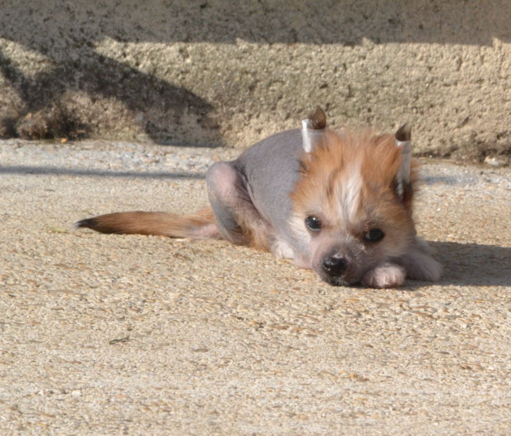 Jaya de l'Orée des Rêves