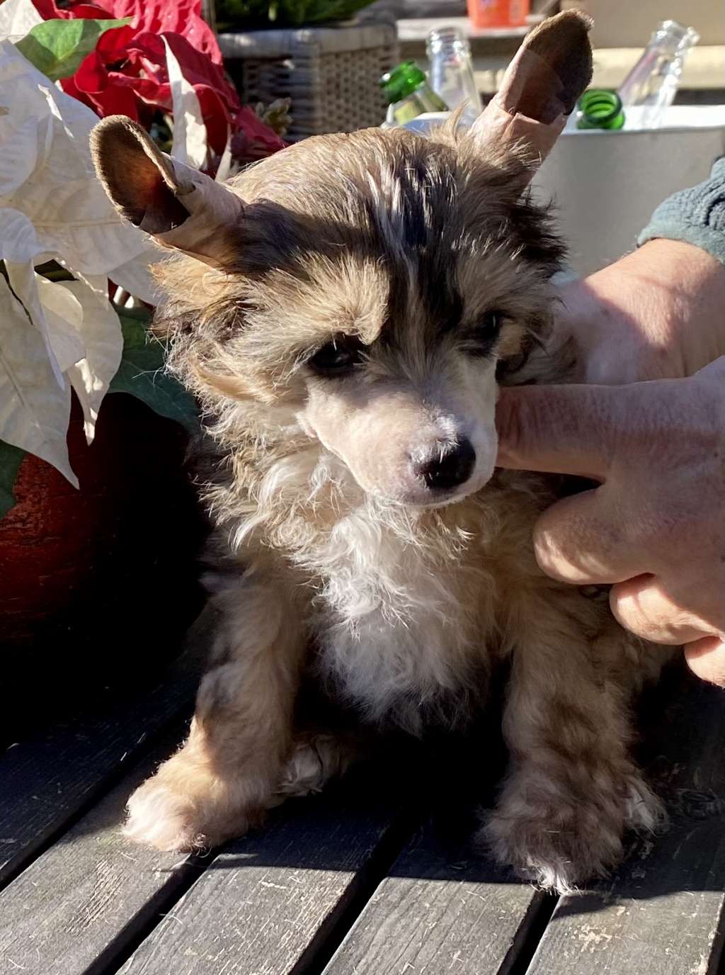 Chic to Chic O sole mio