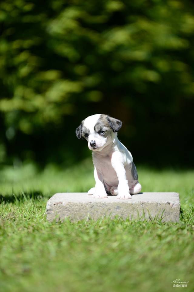 Jamming's Chaka Demus