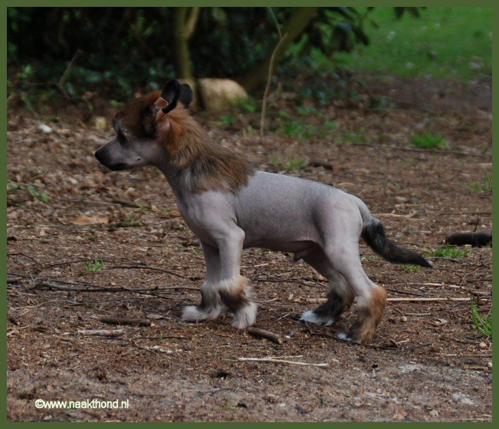 Take A Chance On Me of Roxy's Pride