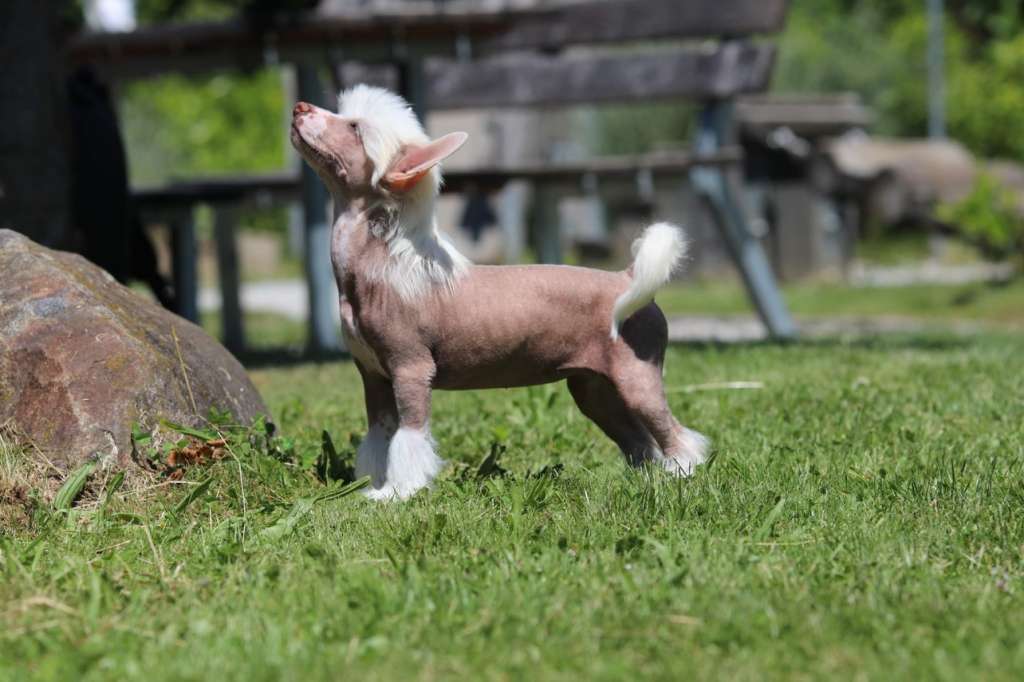 My Empress Princes de la Roses