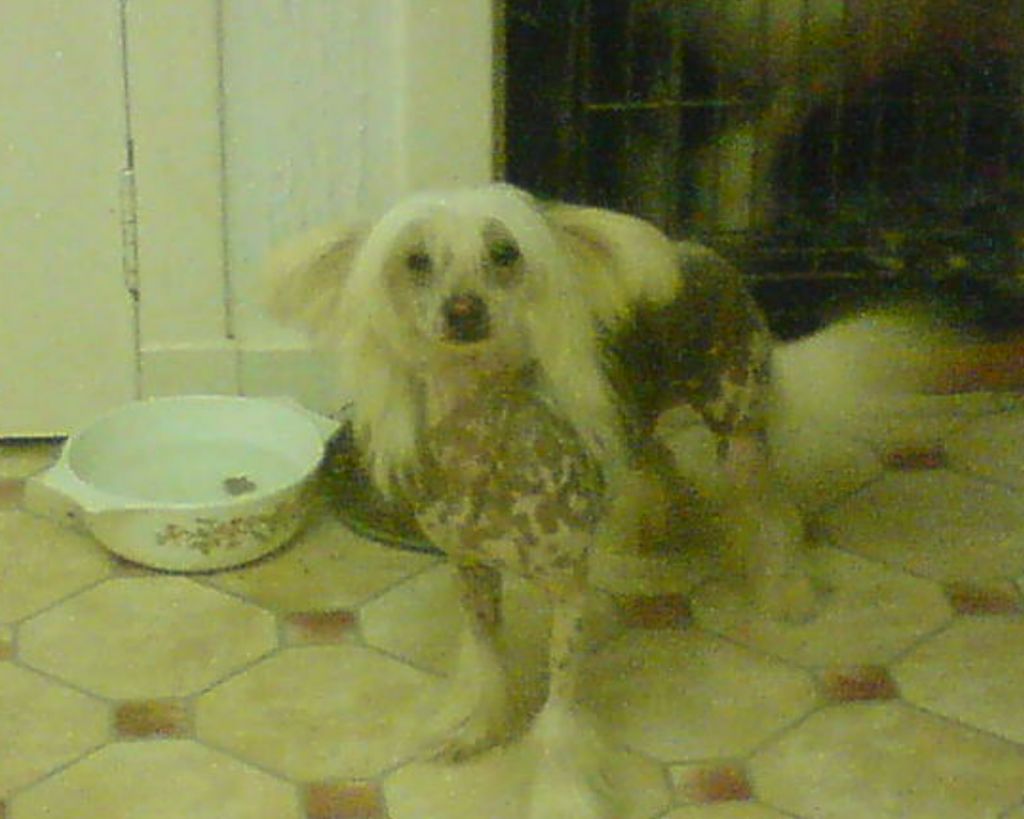 The Luscious Pink Lady At Sigyns