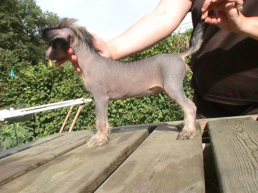 Blue bird paradise Jesus star