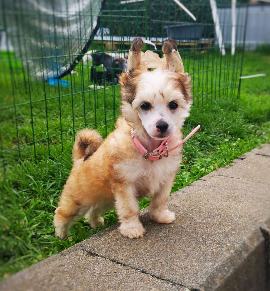 Crested Vixen's Phoenix