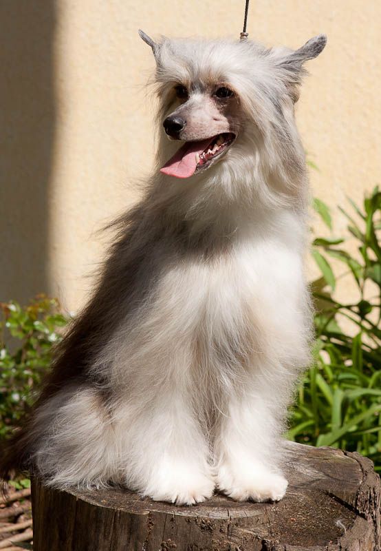 Dogland Happy Charizma