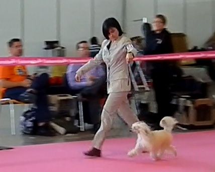 V-Roob De Bandedogge