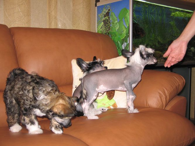 Kredo Festa Charming Kiddy