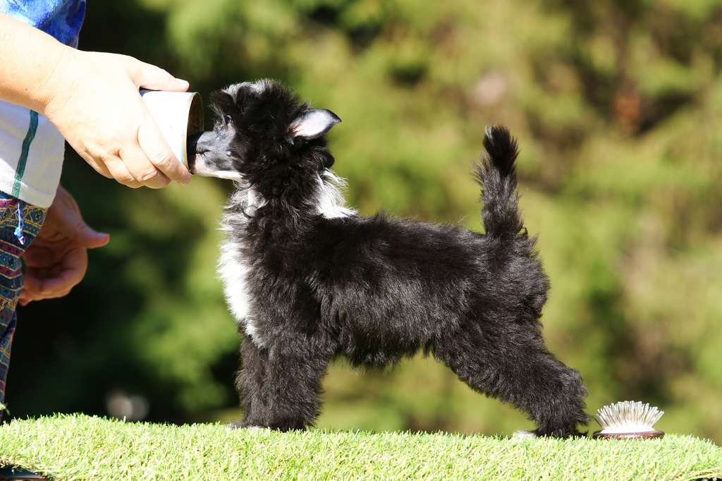 Incanto Del Mondo Neiman Marcus