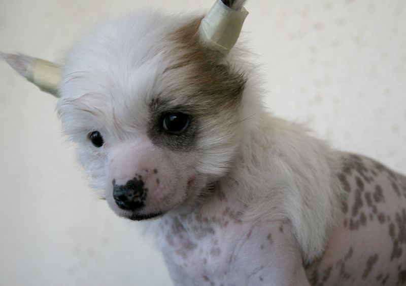 Romantic Fairy Tale Funky