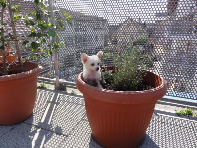 Frendor's Zuckerwatte