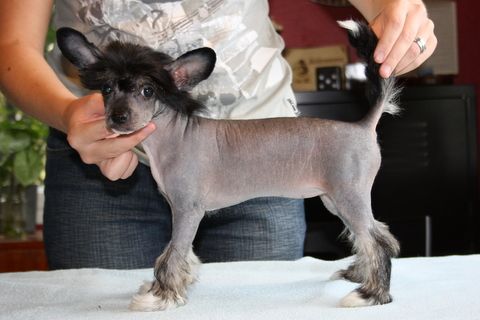 Kertalaakin Bravuurinumero