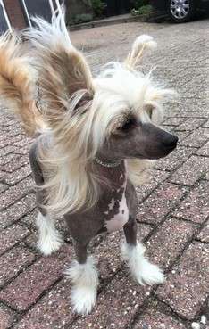 Chanell Sia Milfra-Moravia