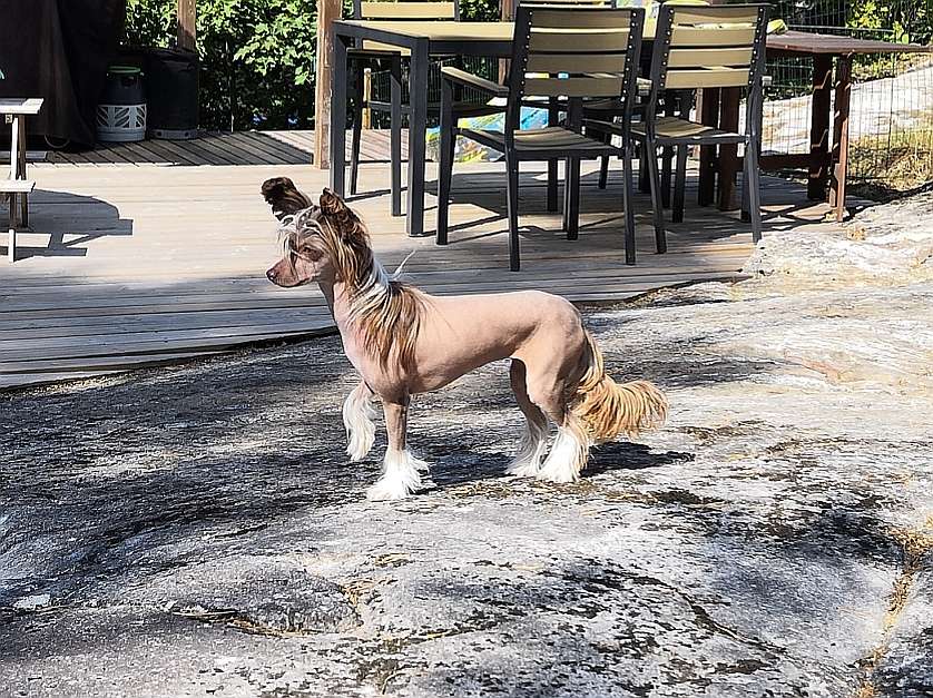Windy Willow's King's Lady Guinevere