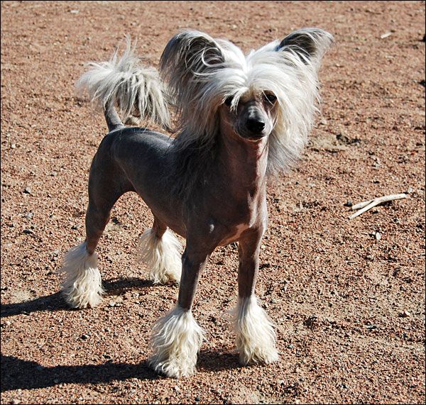 Bed'ykins B'on-Yatara