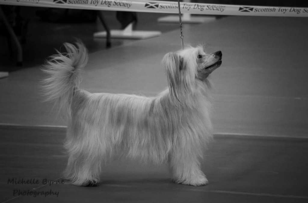 Bryelis Private Dancer JW ShCM