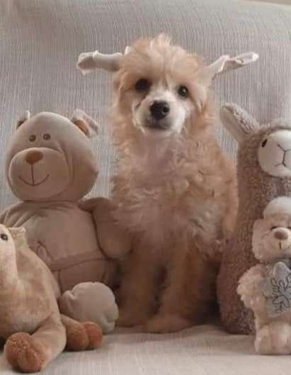 La Orden del Fénix Federico García Lorca