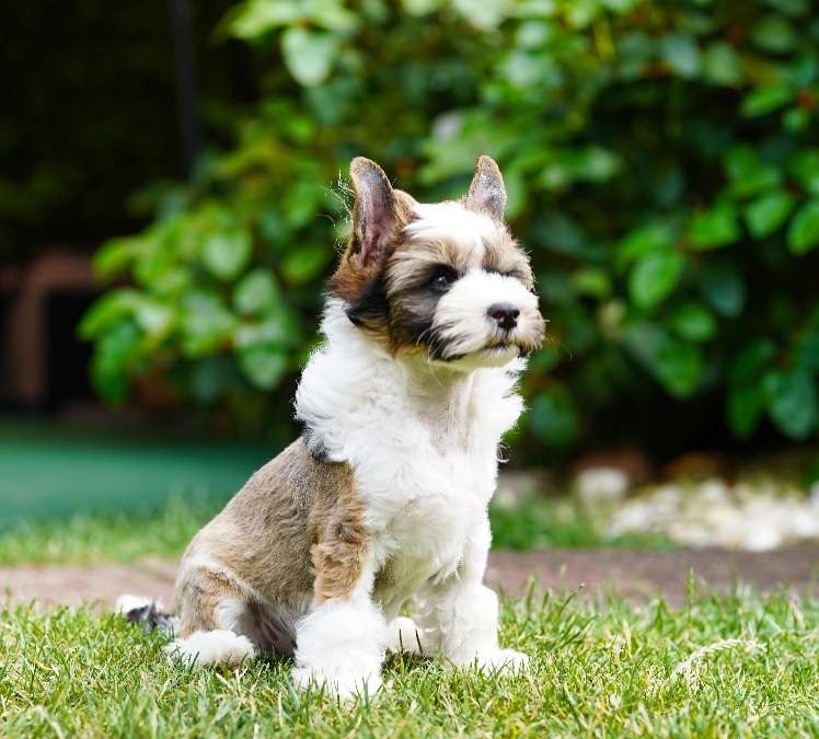Azzurro vom Leipziger Löwen