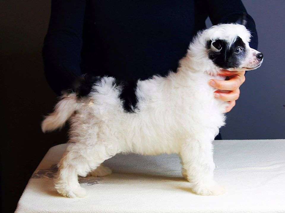 United Colors Of Jazz Juna Dogs Fci