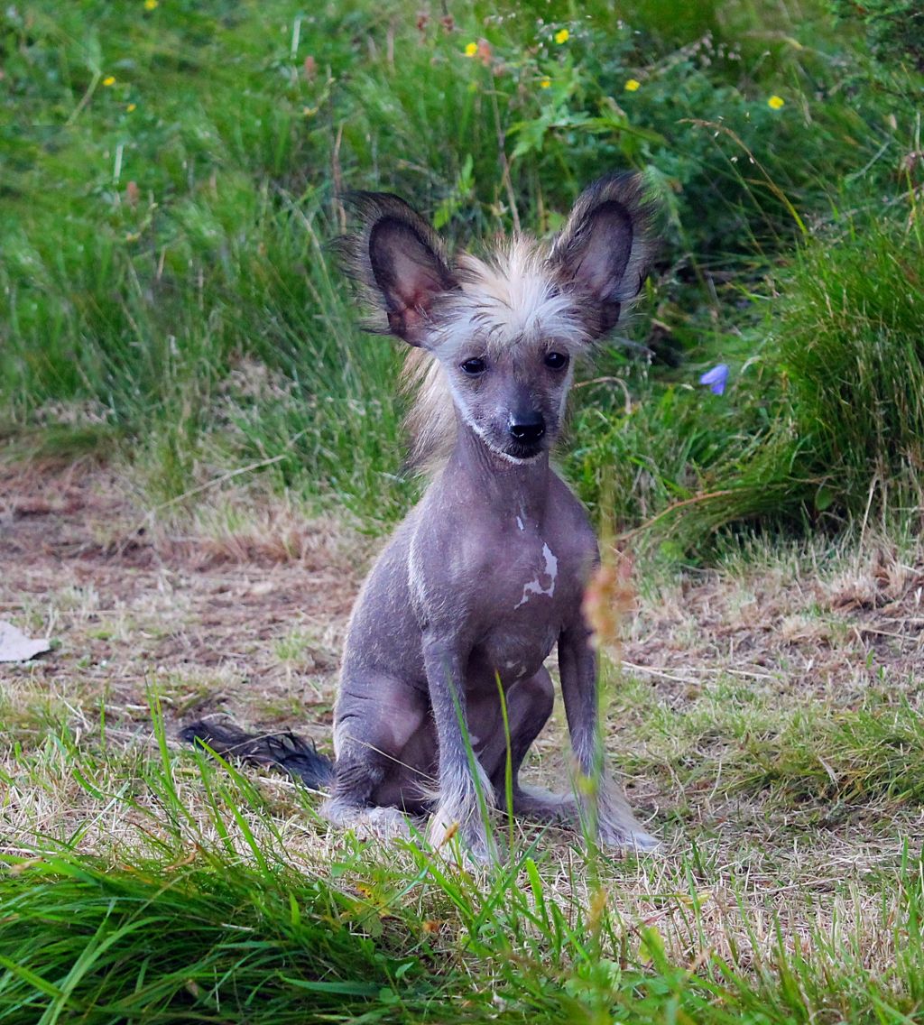 Curlycrest's Great Gig In The Sky
