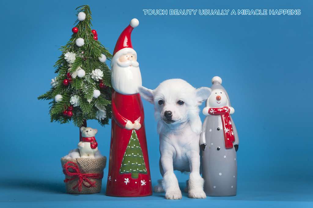 Touch Beauty Usually a Miracle Happens