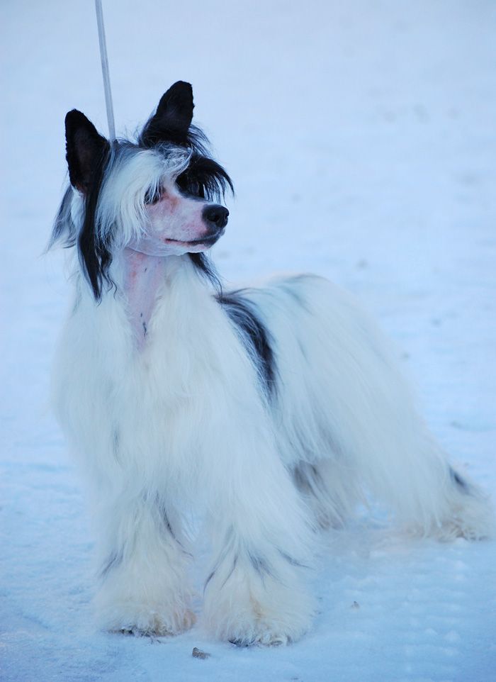 Volshebnaja Loshadka JURLIKA