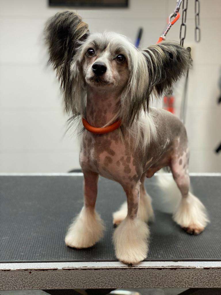 Shadow Little Charmings