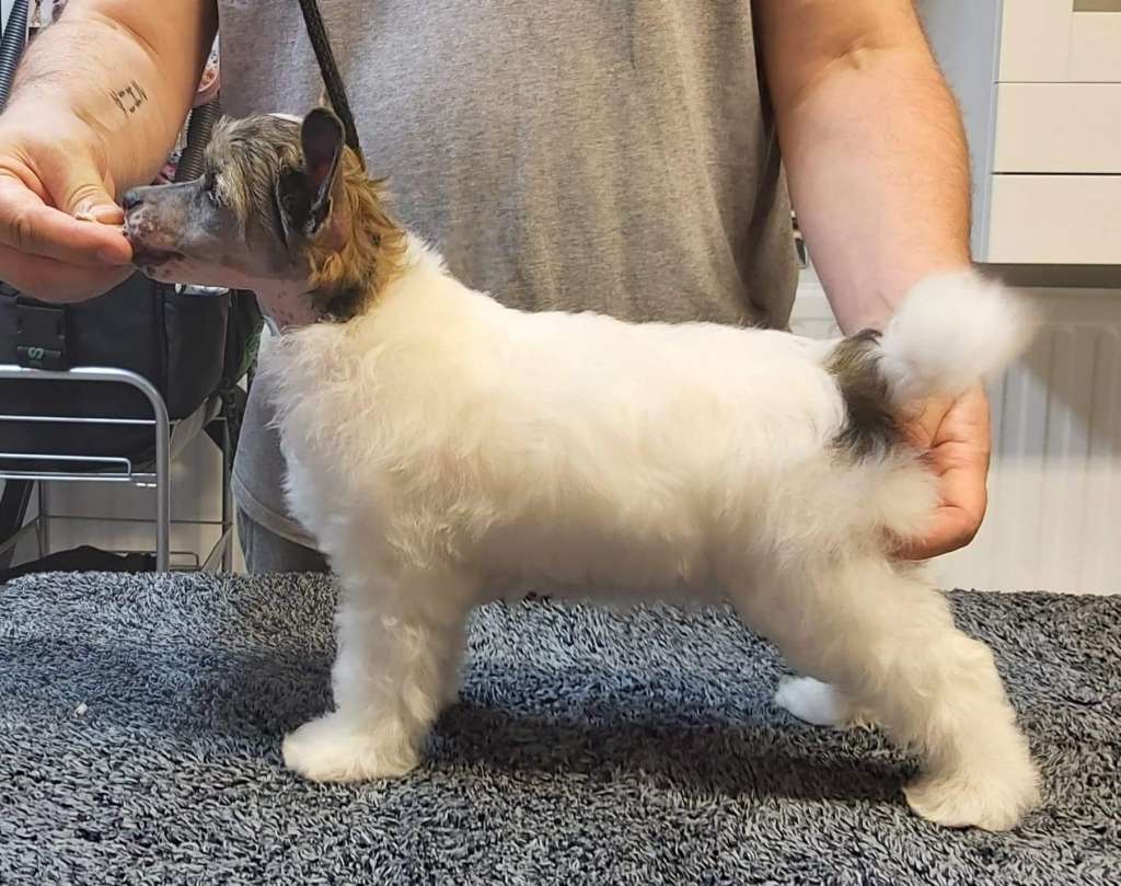 Jamming's Lamborghini