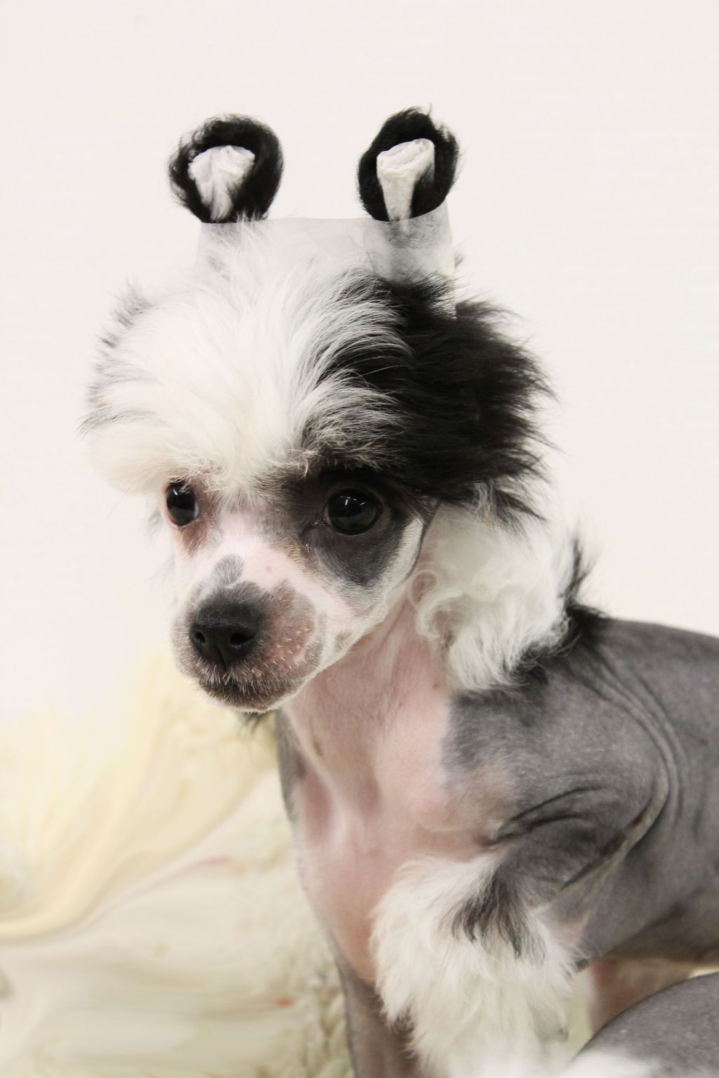 Curlycrest's Working On A Tan