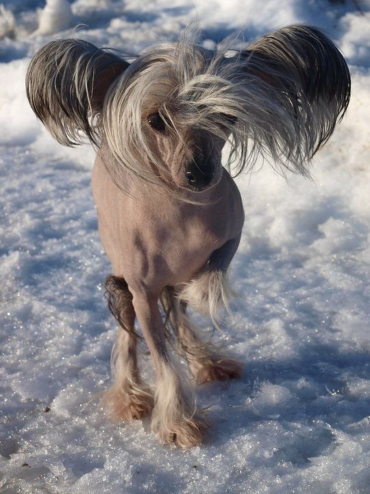 Tailswing's Here Comes The Sun