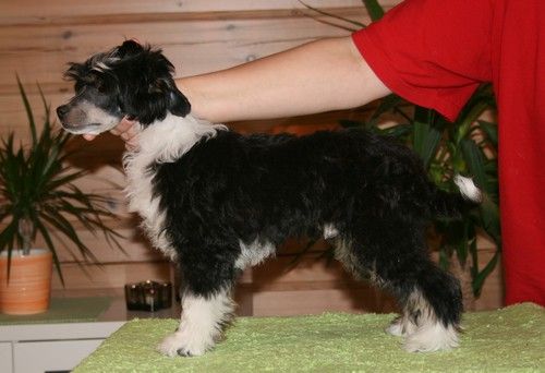 Maybell's Eliot Junior