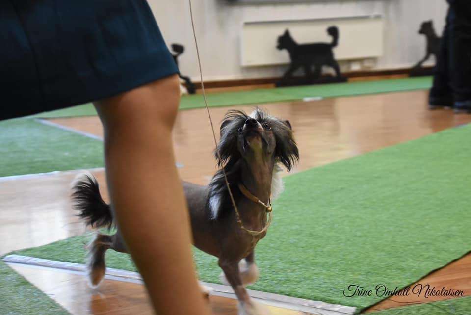 Moelmo's Summer Magic