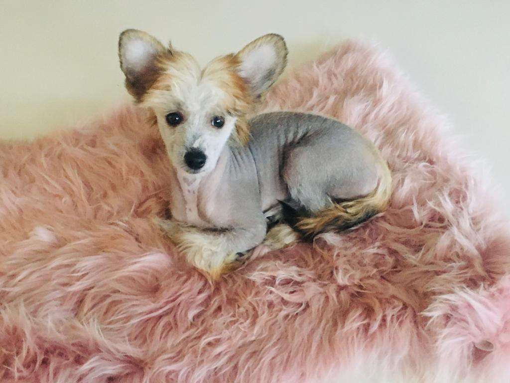 Günther vom Blühmchen