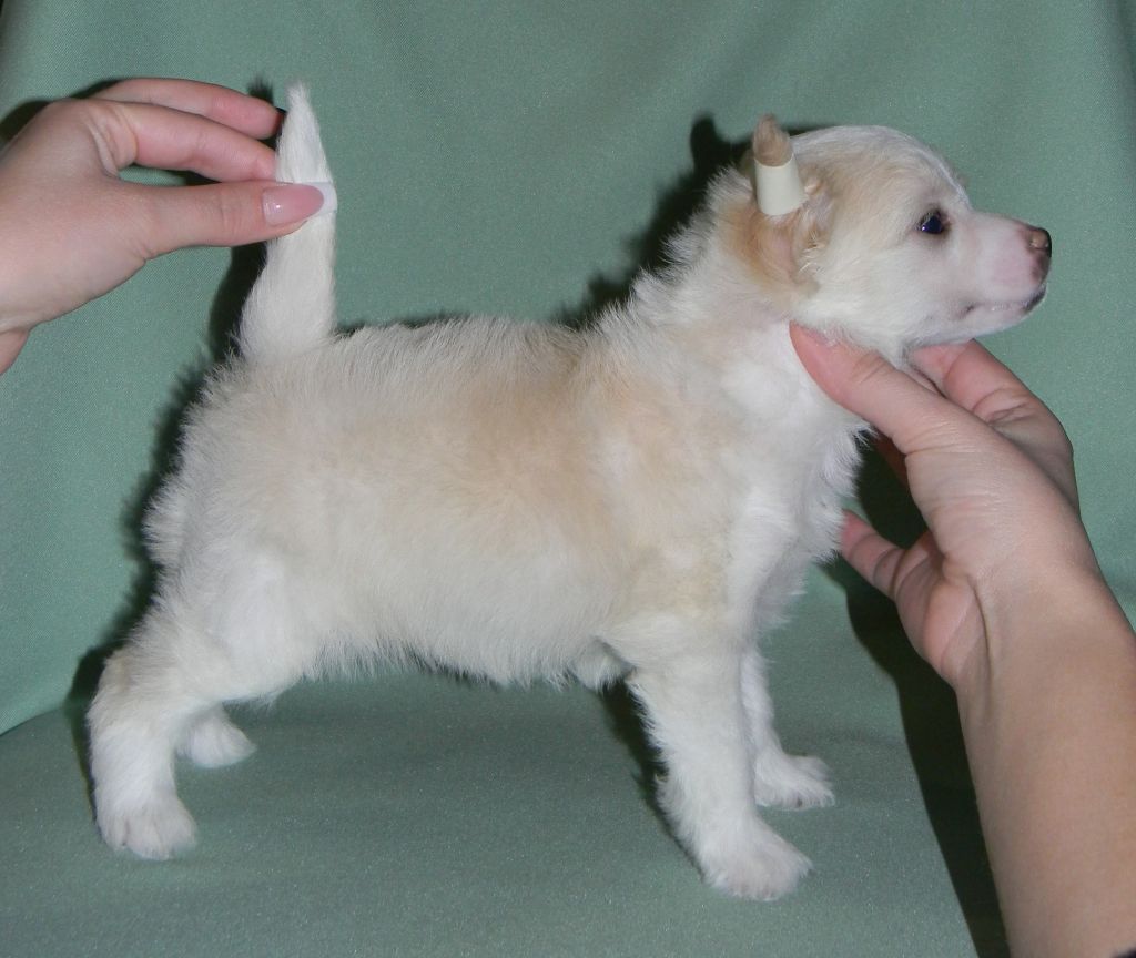 Oks Company  Des Partem Leonis