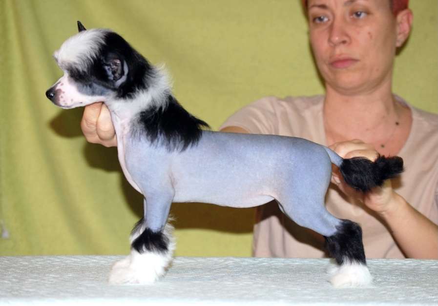 Energy Di Limited Edition