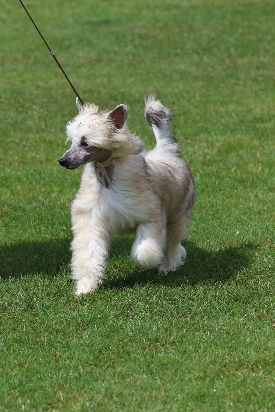 Samy of the loving dols