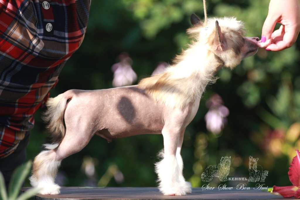 Star show Bon ami Levanger