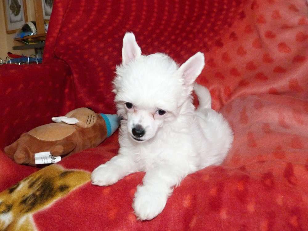 Phoebe z Pulnocního dvora