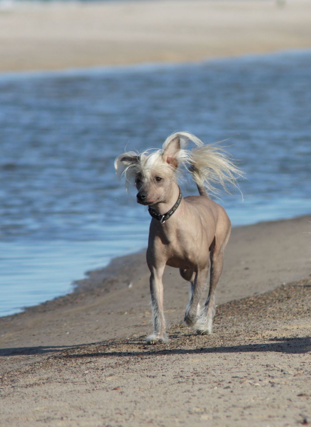Shadow of Love Just Like Summer
