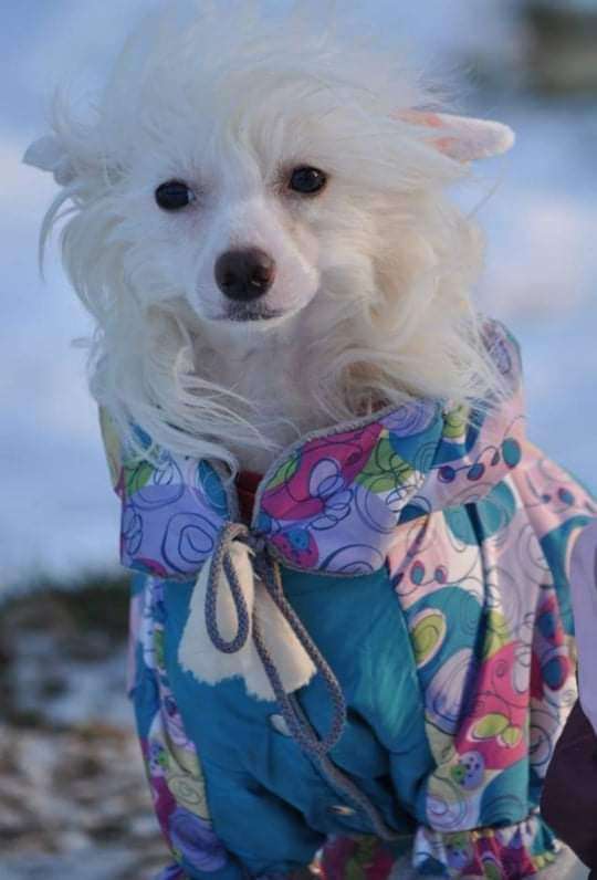 Roxolana Dneprovskoye Solntse