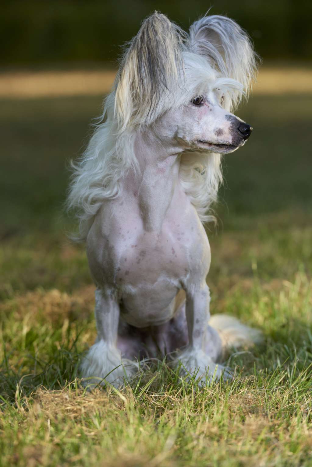 Happy Dancing Tasty Tequila