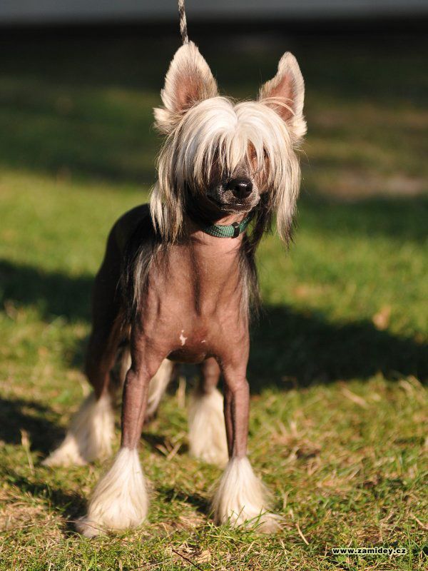 Furby Plysovy pritel