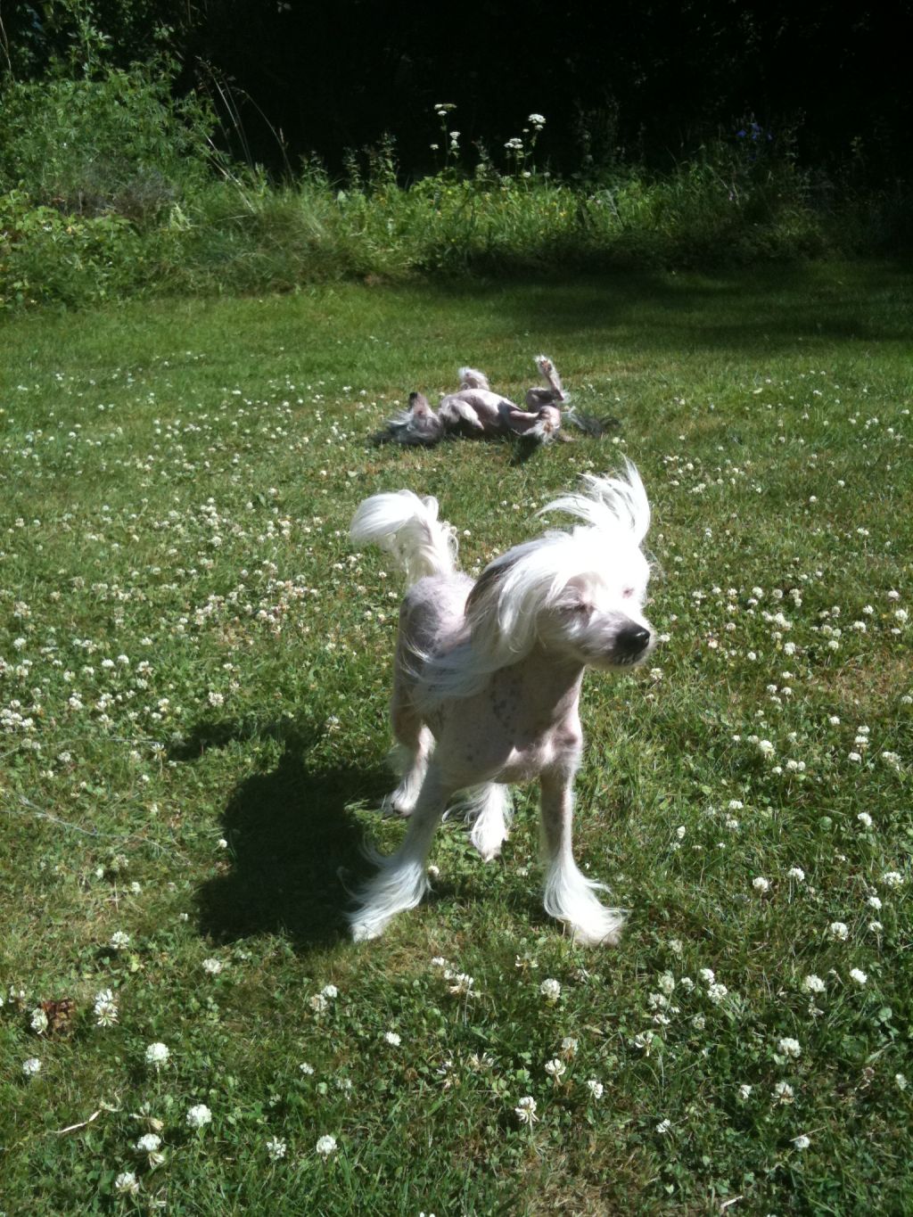 Lyckoskogens Gård Aphrodite