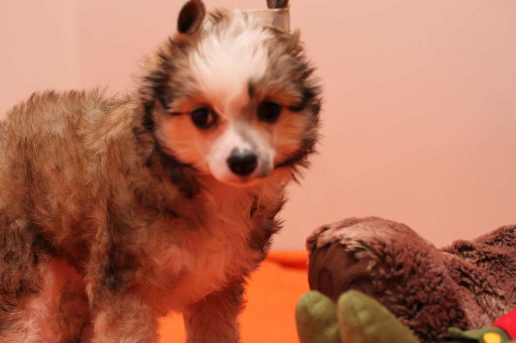 Waggingtail Dreams Come True Miranda